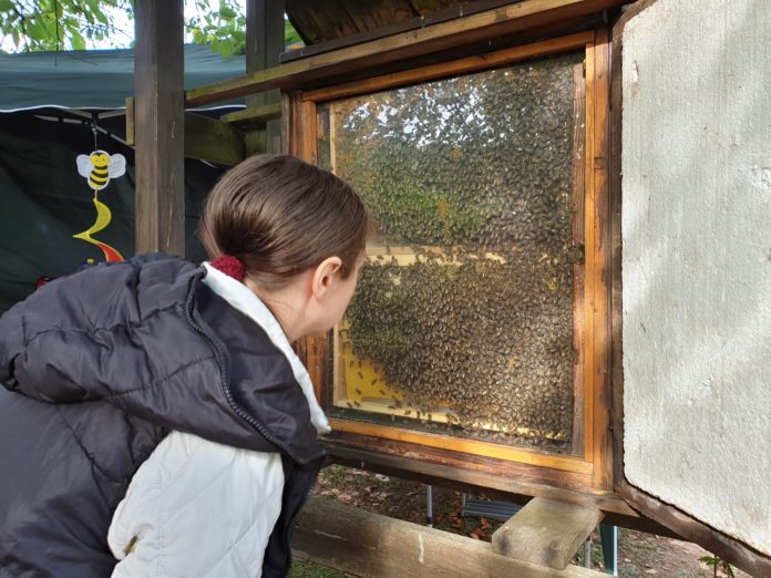 In der Natur-Schule Grund gibt es nicht nur Bienen zu sehen. | Foto: Sascha von Gerishem