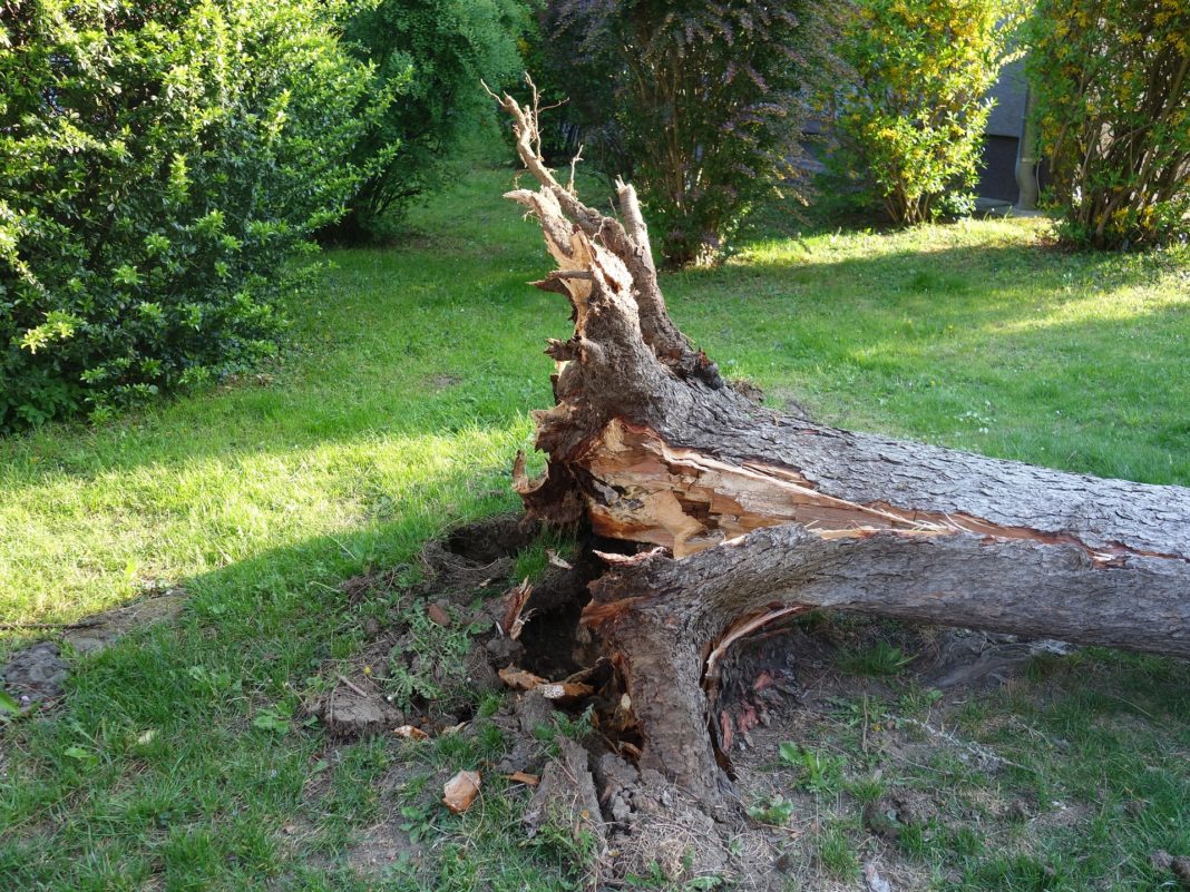 Ein entwurzelter, umgekippter Baum. Symbolfoto.
