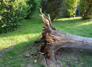 Ein entwurzelter, umgekippter Baum. Symbolfoto.