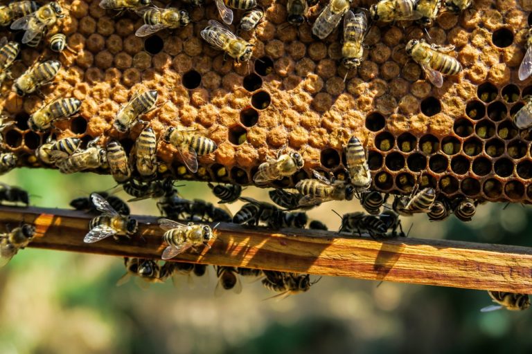 Amerikanische Faulbrut der Bienen im Bergischen Städtedreieck