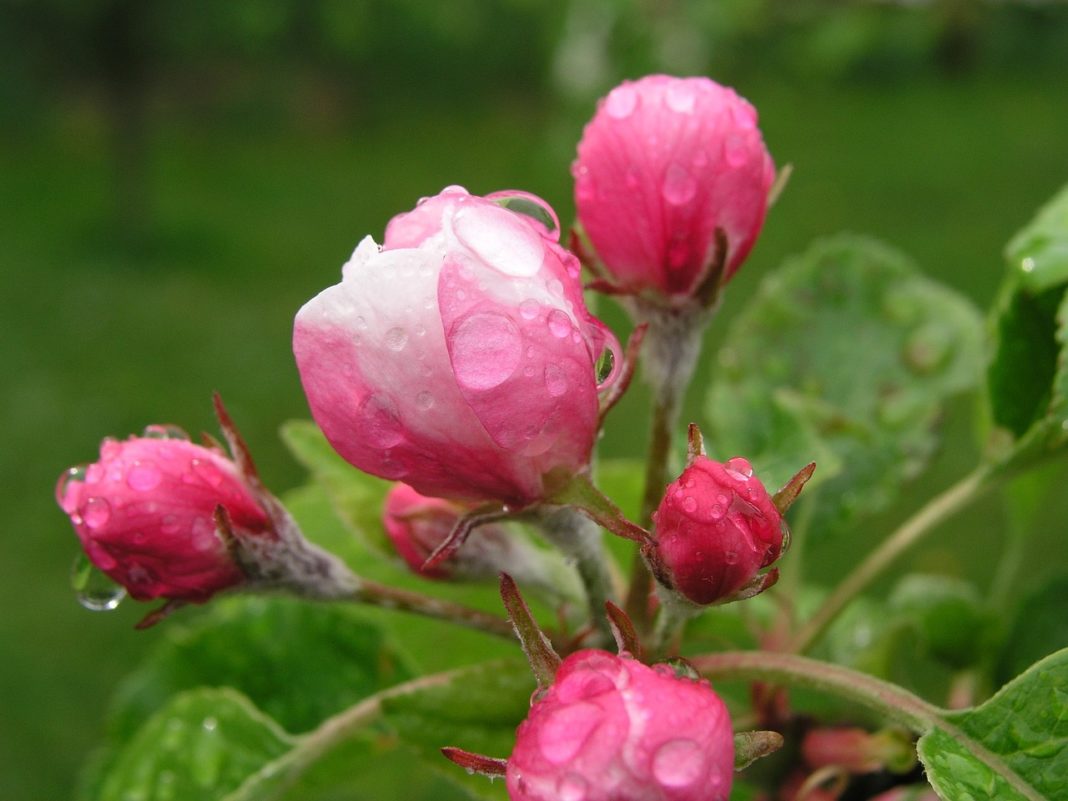 Rosen im Regen. Symbolfoto.