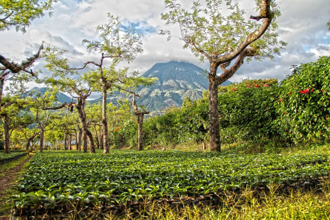 Eine Kaffeeplantage in Guatemala. Foto: Dan Ramirez