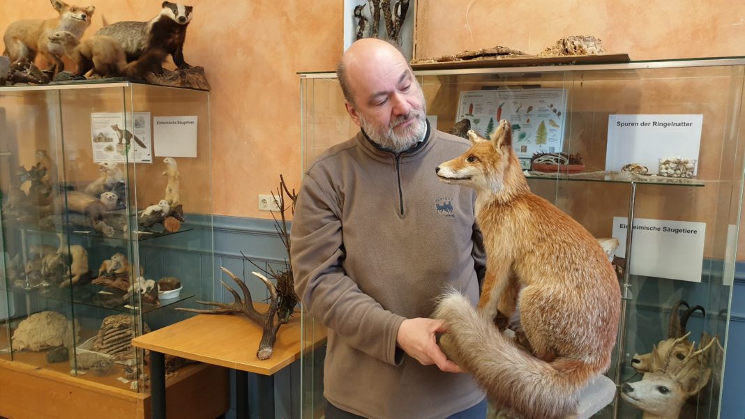 Diplom-Biologe Jörg Liesendahl mit Fuchs-Exponat in der Natur-Schule Grund. Foto: Sascha von Gerishem