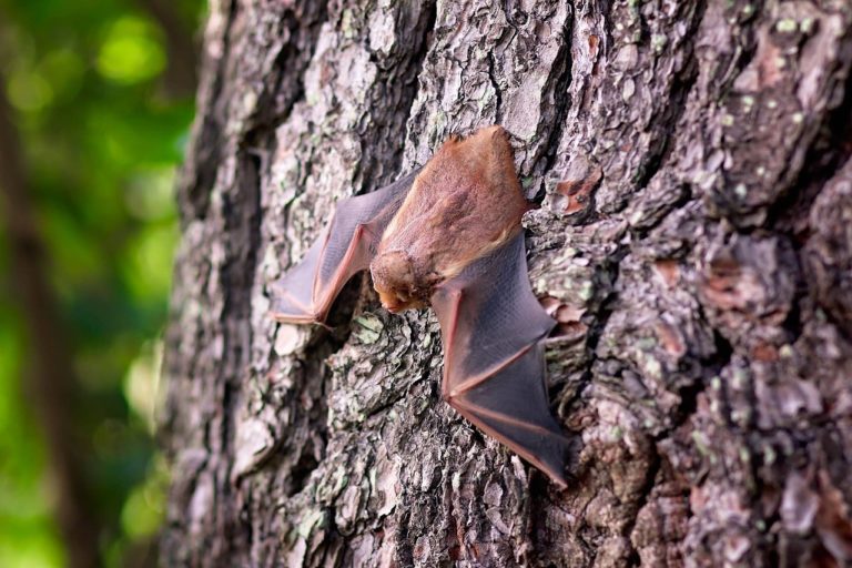 Fledermäuse: Nachtwanderung der Natur-Schule Grund