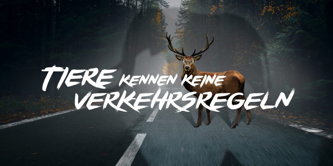 Tiere kennen keine Verkehrsregeln. Kampagnenmotiv 