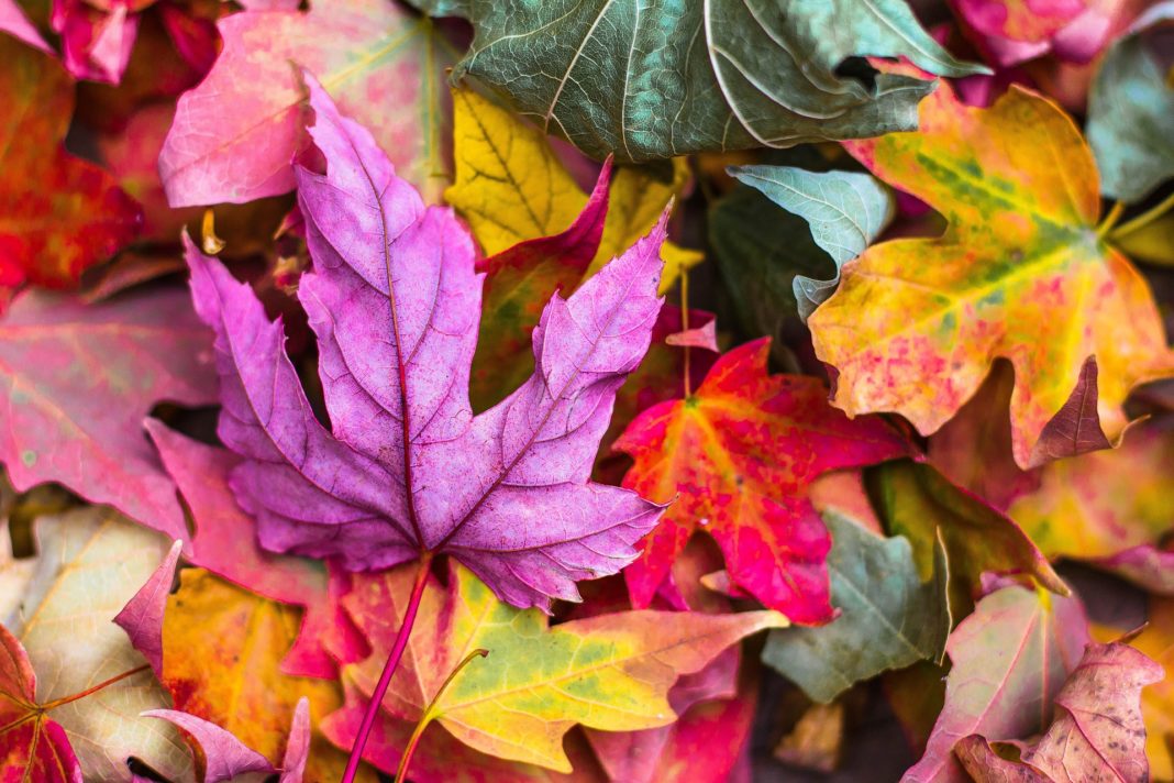 Der Herbst bringt bunte Farben mit sich. Symbolfoto.