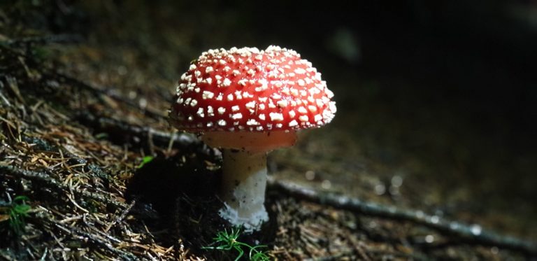 Pilze suchen in schöner Landschaft