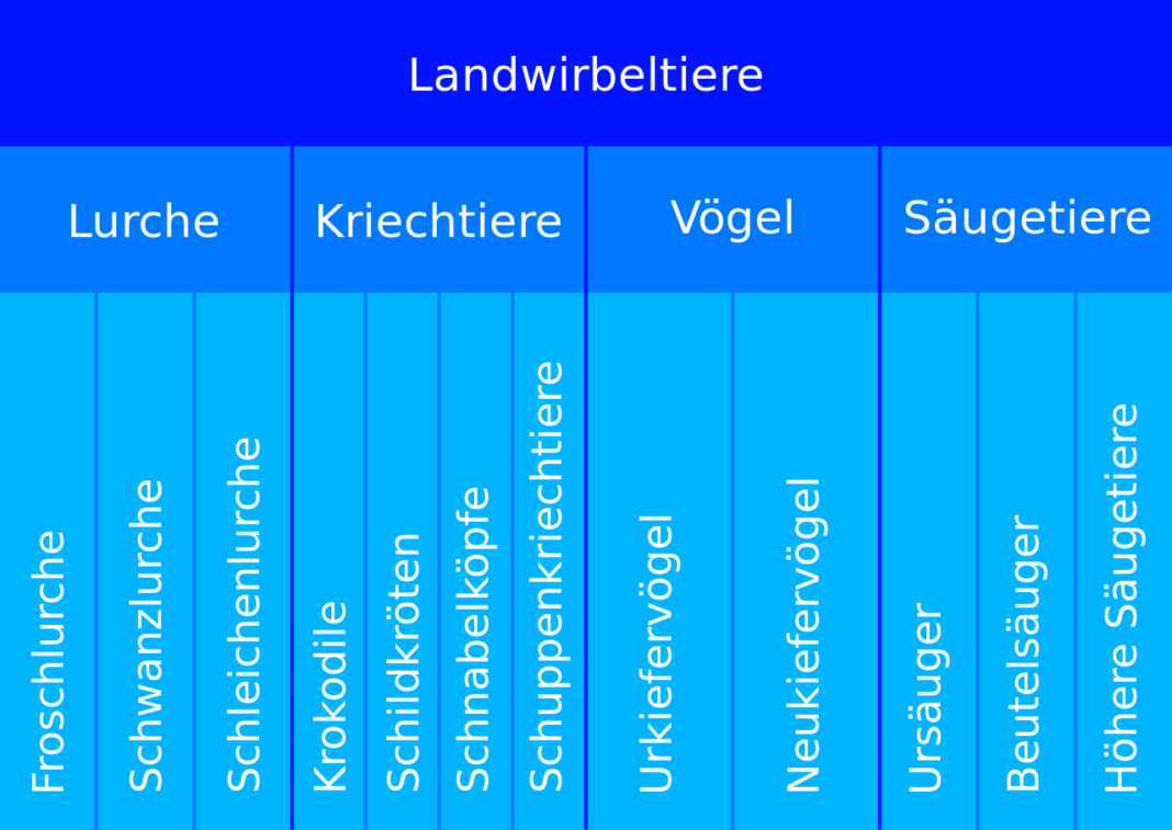 Hierarchische Aufteilung der Landwirbeltiere. Grafik: Aglarech [CC BY-SA 3.0 (http://creativecommons.org/licenses/by-sa/3.0/)]