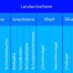 Hierarchische Aufteilung der Landwirbeltiere. Grafik: Aglarech [CC BY-SA 3.0 (http://creativecommons.org/licenses/by-sa/3.0/)]