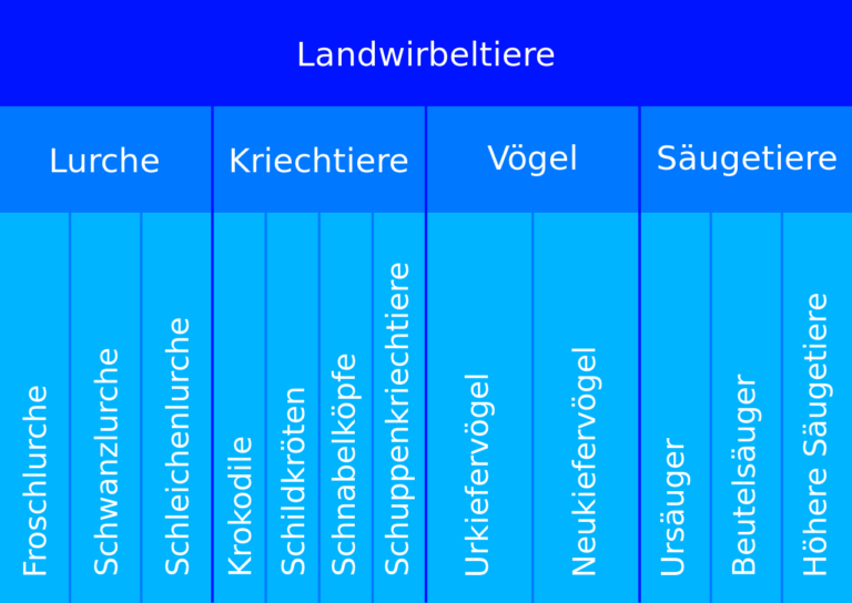 Biologische Systematik im NaturTreff