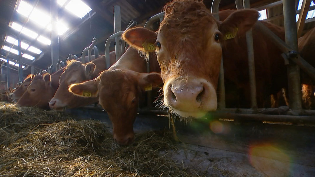 Tierwohl und artgerechte Haltung stehen in einem Spannungsverhältnis von wirtschaftlichen Interessen und Verhaltensbiologie. Foto: obs/ZDF/Immanuel Hick