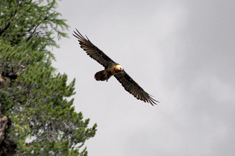Naturreportage aus der Schweiz: Im Kreis der Geier