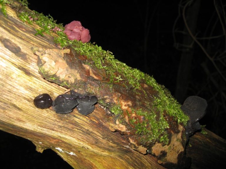 Hexenbutter und Judasohr: Winter(pilz)wanderung mit der Natur-Schule Grund