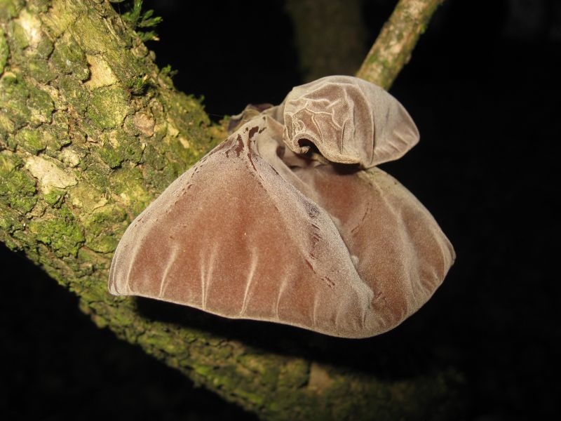 Besonderer Name und besonderes Aussehen: Das Judasohr ist ein Pilz. Foto: Jörg Liesendahl - Natur-Schule Grund