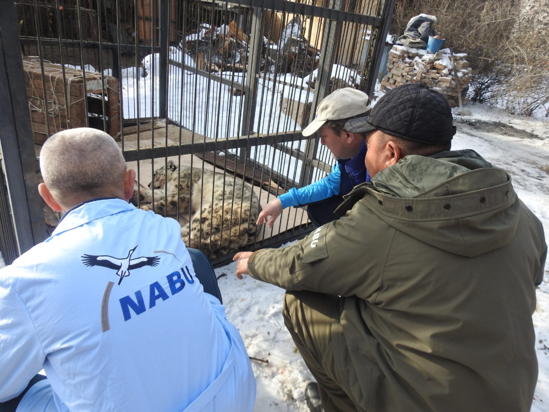 In Kirgistan hat der NABU in den vergangen Tagen zwei Schneeleoparden aufgegriffen, die Opfer von Mensch-Wildtier-Konflikten sind. Einer davon, die Schneeleopardin Akmore, wurde bereits in das NABU-Rehabilitationszentrum nach Ananjewo gebracht. Foto: obs/NABU Kirgistan