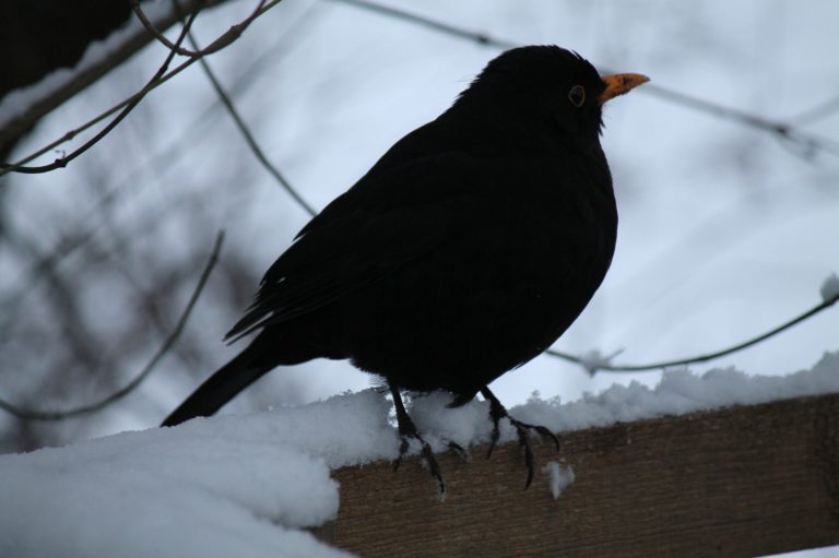 Wintervögel beobachten und zählen