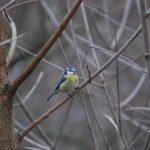 Blaumeisen sind nicht immer leicht zu entdecken. Foto: Bruno Natura