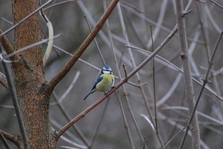NABU: Deutschlands Wintervögel werden zum 11. Mal gezählt