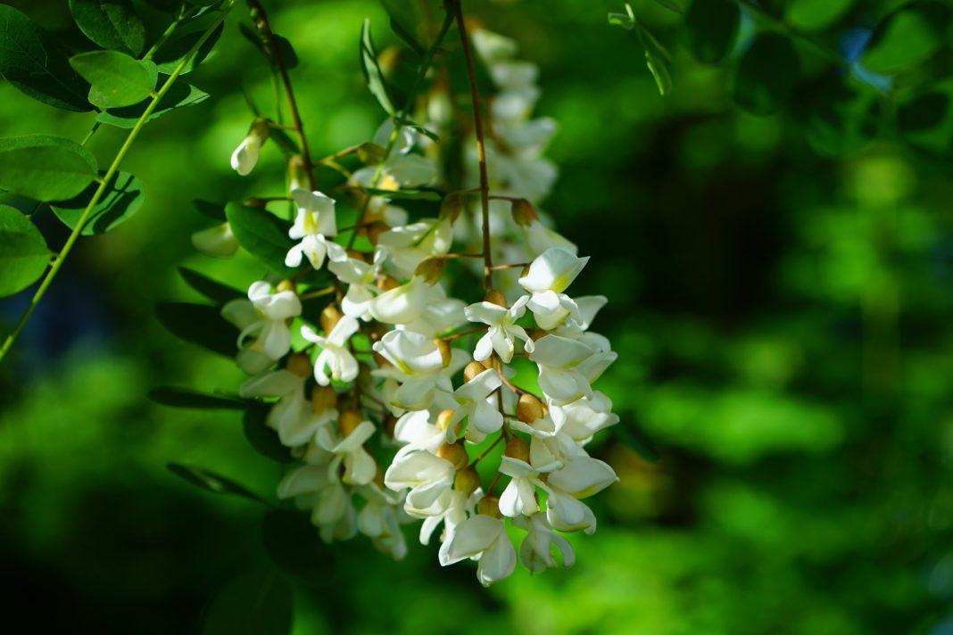 Gewöhnliche Robionie mit weißem Blütenstand. Foto: Hans Braxmeier / pixybay.com