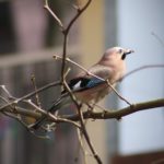 Zur Stunde der Wintervögel zeigte sich in der Natur-Schule Grund ein Eichelhäher.