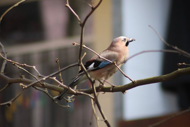 Wintervögel zählen – die Natur-Schule Grund legt vor