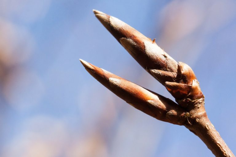 Die Knospen unserer Gehölze