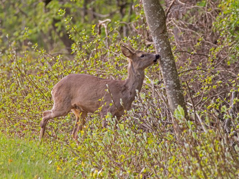 Vorzeitige Beendigung der Schonzeit für Rehe