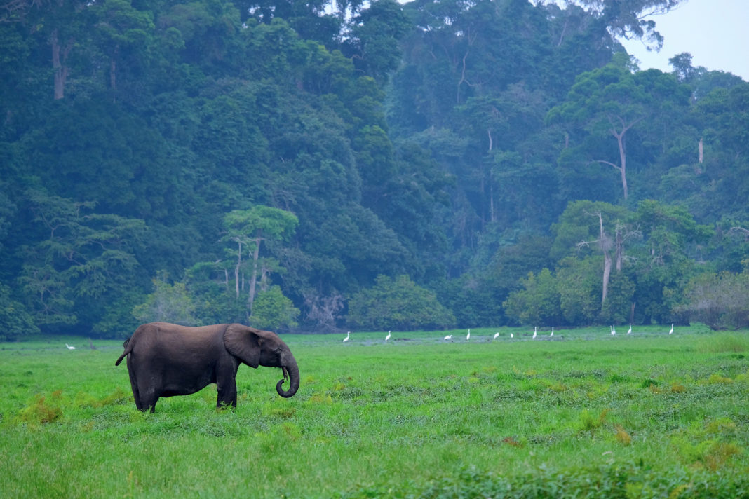 Waldelefant vor Regenwald aus der 3sat-Doku: 