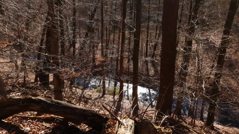 Naturräume aus Hecken und Gehölzen erhalten