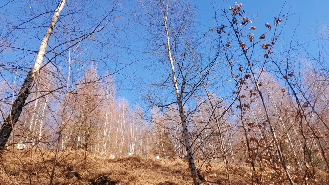 Der Remscheider Wald ist im Klimastress und braucht Hilfe. Foto: Sascha von Gerishem