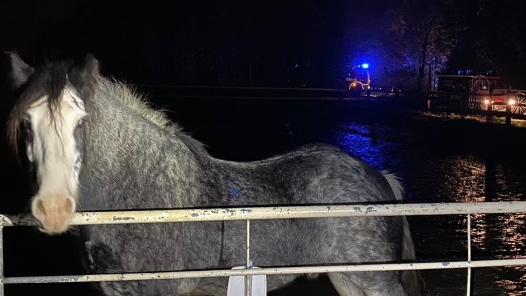 Die Feuerwehrleute konnten das Pferd problemlos auf das Gelände eines Reiterhofes führen. Foto: Feuerwehr Velbert