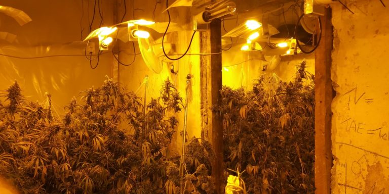 Marihuana-Plantage in Elberfeld entdeckt