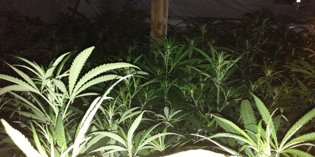 Mehr als 600 mannshohe und erntereife Marihuana-Pflanzen wurden in dem Mehrfamilienhaus in Wuppertal entdeckt. Foto: Polizei Wuppertal
