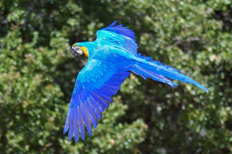 Blauer Ara. Foto: Christel Sagniez