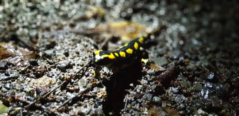 Salamanderpest erreicht das Bergische Städtedreieck