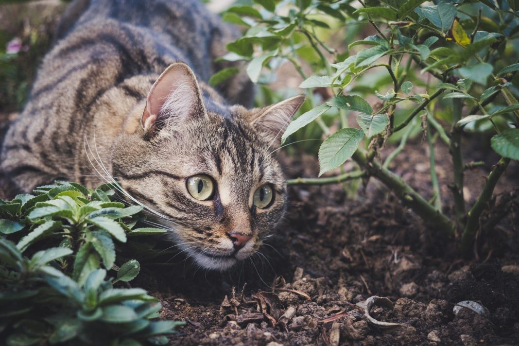 Getigerte Hauskatze im Garten. Foto: Sa Ka