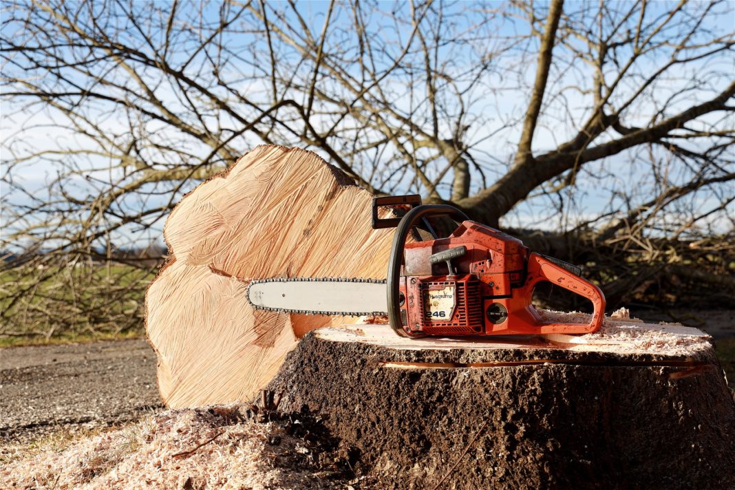 Ungeliebt und doch oft notwendig: Baumfällarbeiten. Symbolfoto.