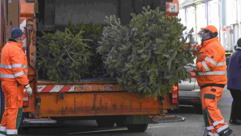 Tannenbäume: Die Abholtermine stehen fest