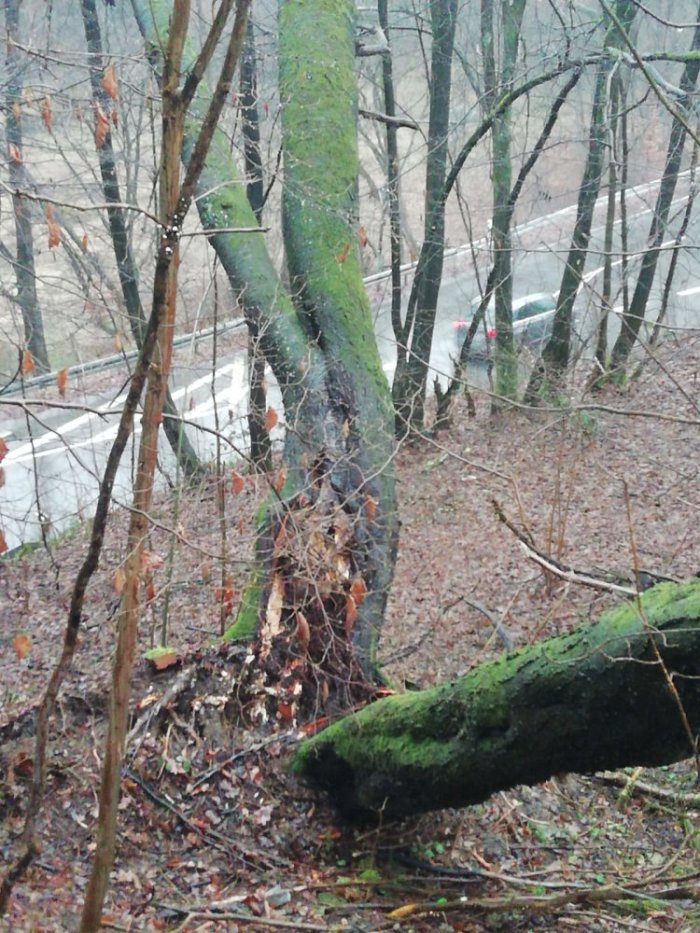 Die eine Hälfte des „Baum-Zwiesels“ (Stamm-Gabelung) war hangaufwärts geknickt, die andere drohte hangabwärts auf die Straße zu knicken. Foto: Betriebshof/Stadt Radevormwald
