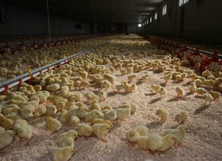 Tausende Hühnerküken auf kleinstem Raum bleiben nicht nur weiterhin erlaubt, diese Art der Haltung, die dem Tierwohl zuwider läuft, ist die häufigst genutzte.