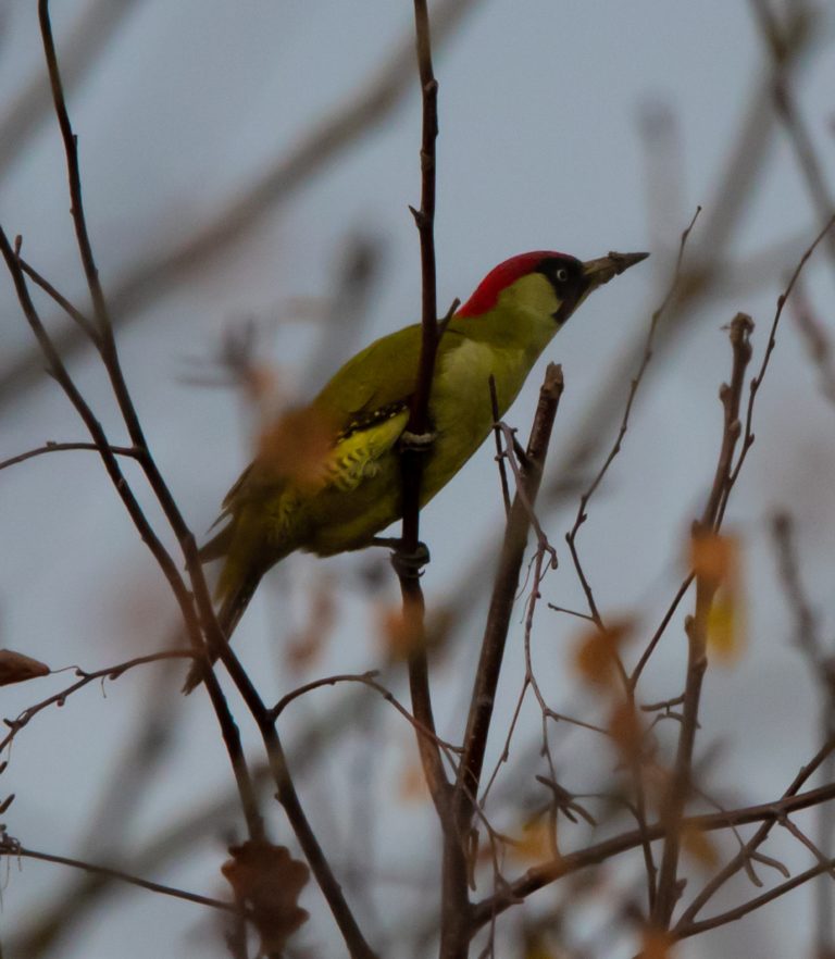 Naturerlebnis-Tipp „Grünspecht“