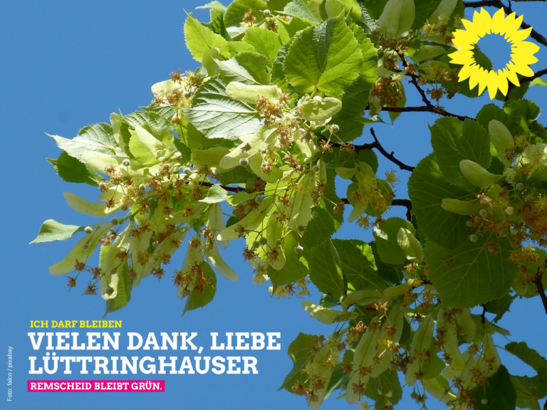 Die Winterlinde darf bleiben