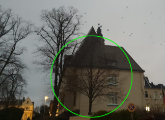Diese Winterlinde hinter dem Rathaus Lüttringhausen wurde gerettet. Foto: Sascha von Gerishem