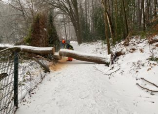 Wintereinbruch: Umgestürzter Baum. Bild: Löschzug Elfringhausen