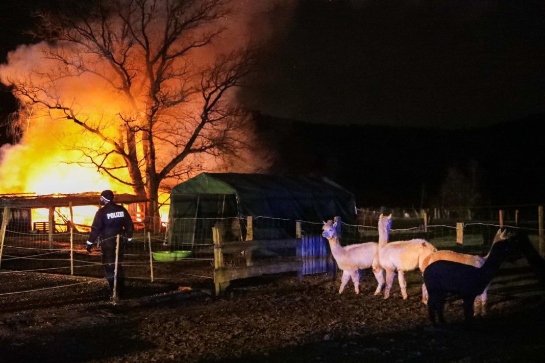 Beim Brand auf der Alpakafarm in Solingen sind die Stallungen niedergebrannt, Tiere kamen nicht zu schaden. Foto: Tim Oelbermann - www.oelbermann-foto.de