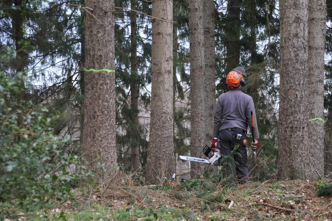 Forstarbeiten stehen an. Symbolbild.