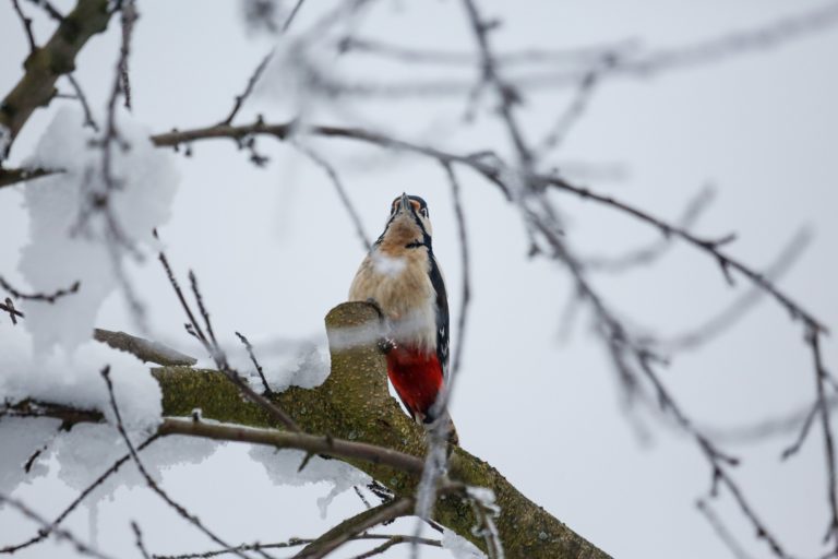 Naturerlebnis-Tipp „Buntspecht“