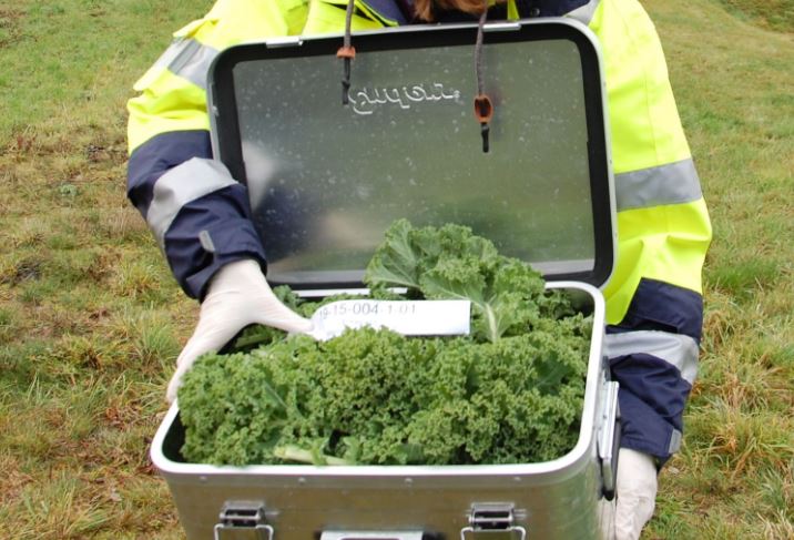 Nach der "Ernte" wurden die Pflanzen von den Experten des LANUV auf PCB untersucht. Foto: UvK/Ennepe-Ruhr-Kreis