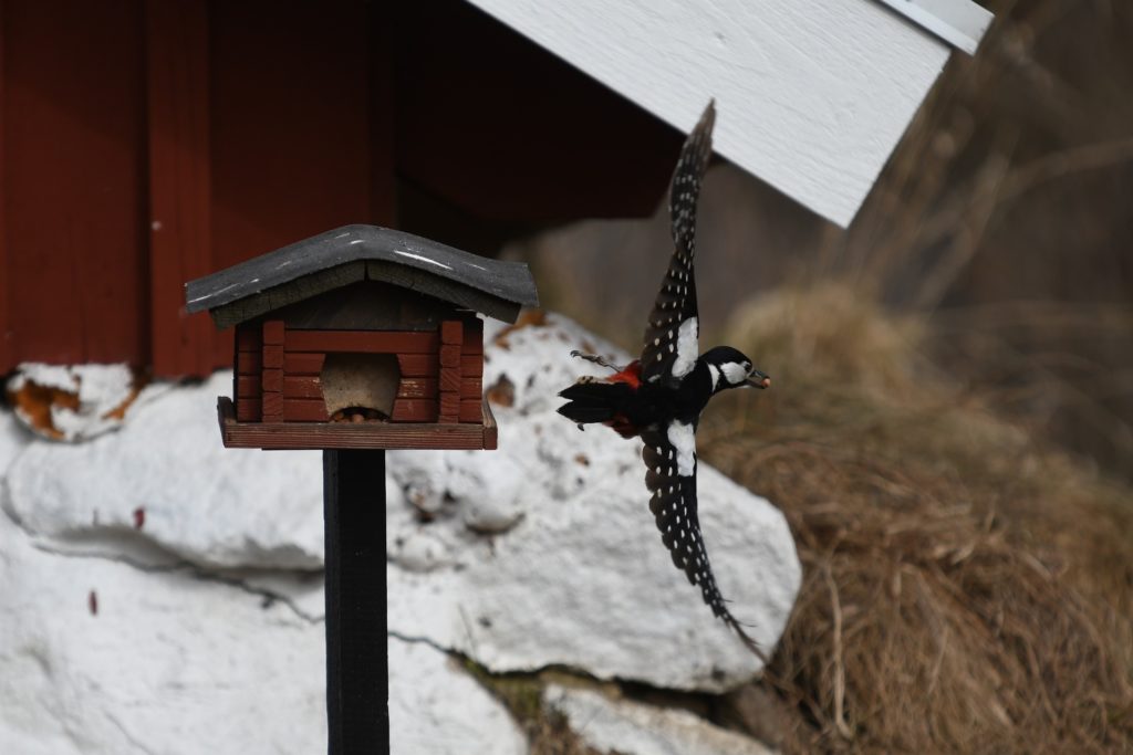 Erwischt: Der Wintersteher Buntspecht nascht gerne am Vogelfutterhäuschen. Foto: Kenneth Schulze