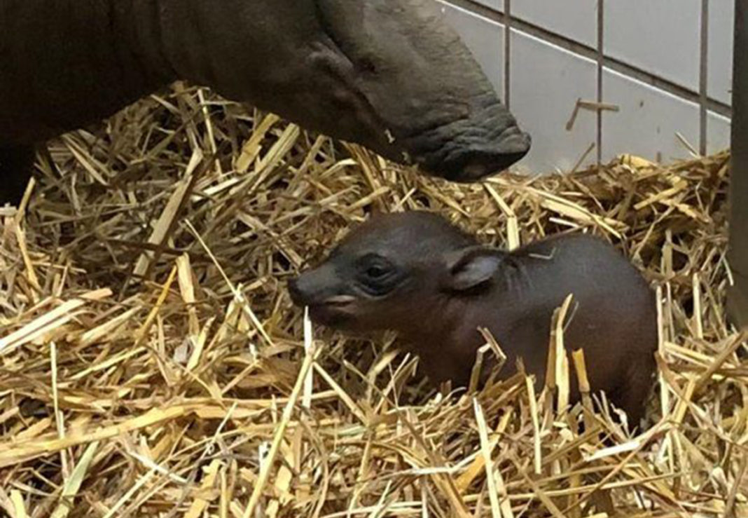 Der Grüne Zoo Wuppertal freut sich über die Geburt eines Hirschebers, der am 3. März 2021 nachmittags um 15.40 Uhr gesund zur Welt gekommen ist. Foto: Stadt Wuppertal